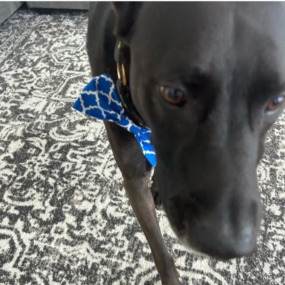 Hand Crafted Royal Blue Patterned Dog Bow Tie Cotton Fabric Collar 6” Accessory